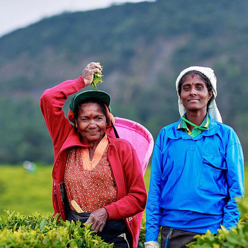 Best-Tea-Estate