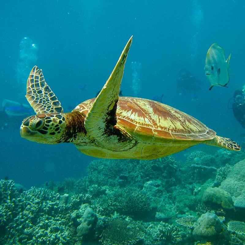 Snorkel-Right-Outside-Araliya-Beach-Resort