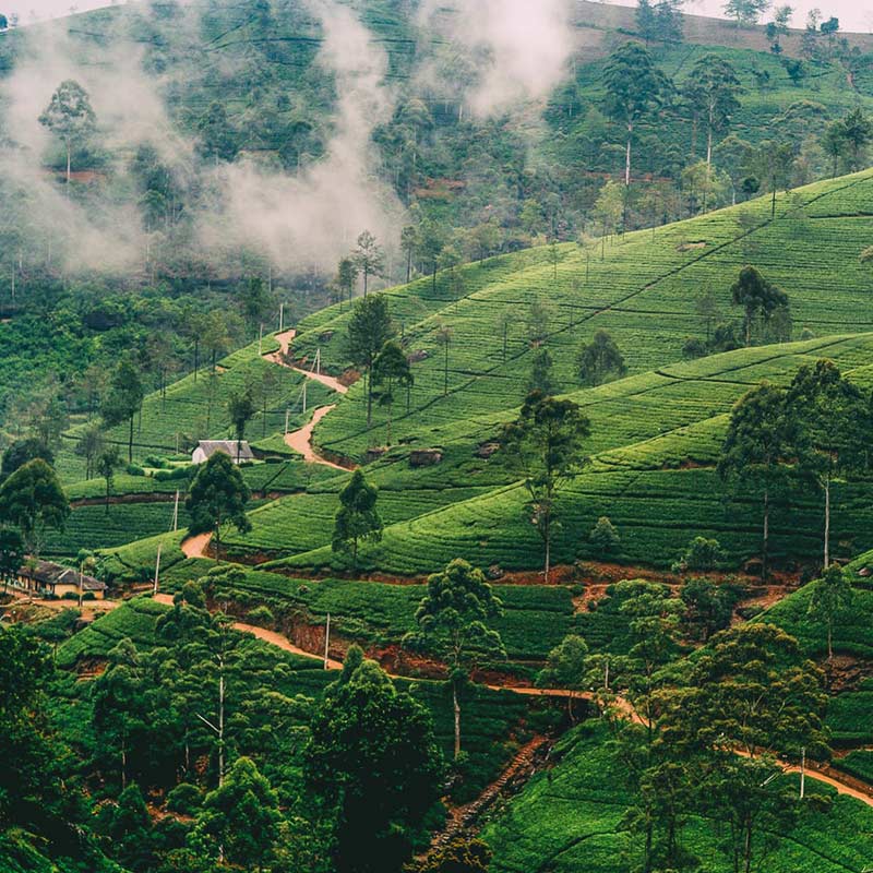 nuwara-eliya