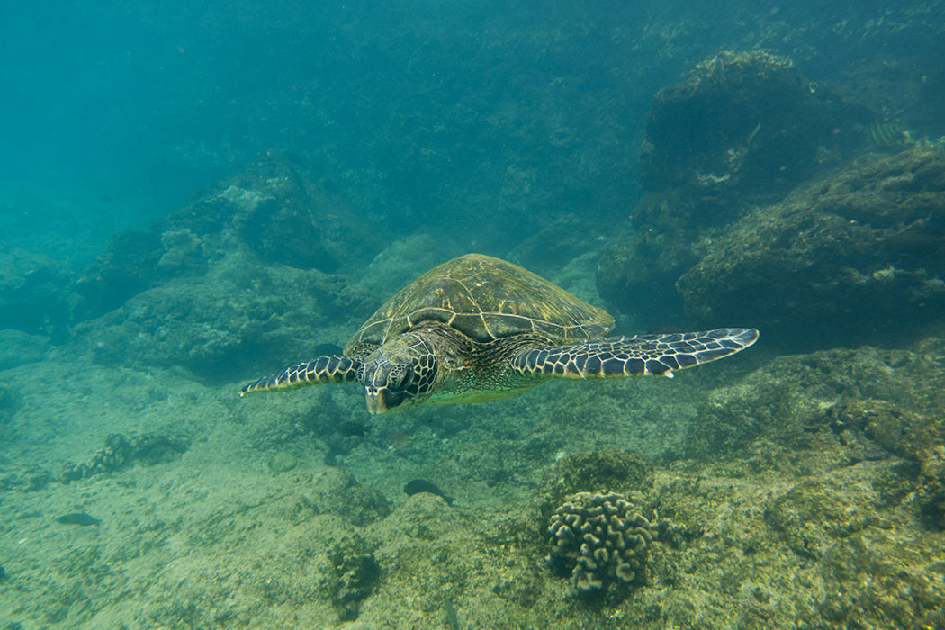 Eco-Friendly Adventures: Sea Turtle Watching in Unawatuna