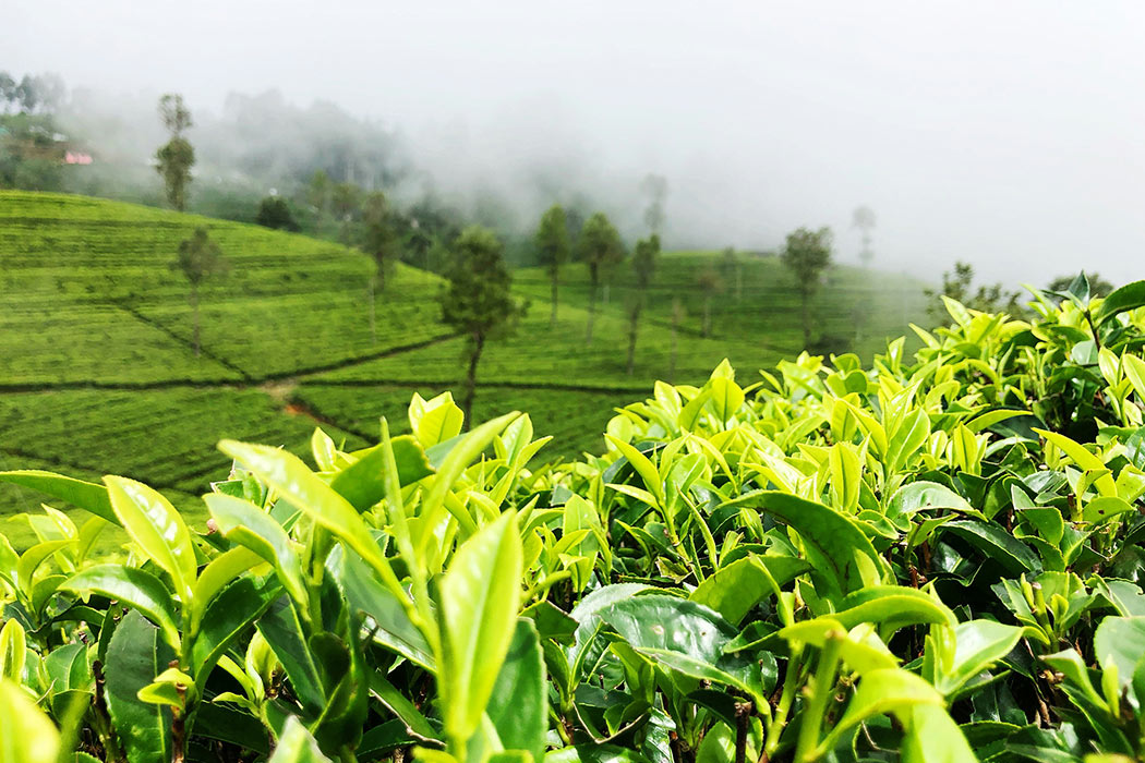 Why Nuwara Eliya Is a Paradise for Nature Lovers and Wildlife Enthusiasts