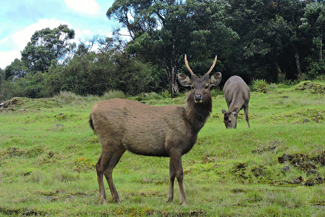 Most Instagrammable Spots in Nuwara Eliya: From Waterfalls to Vintage Hotels