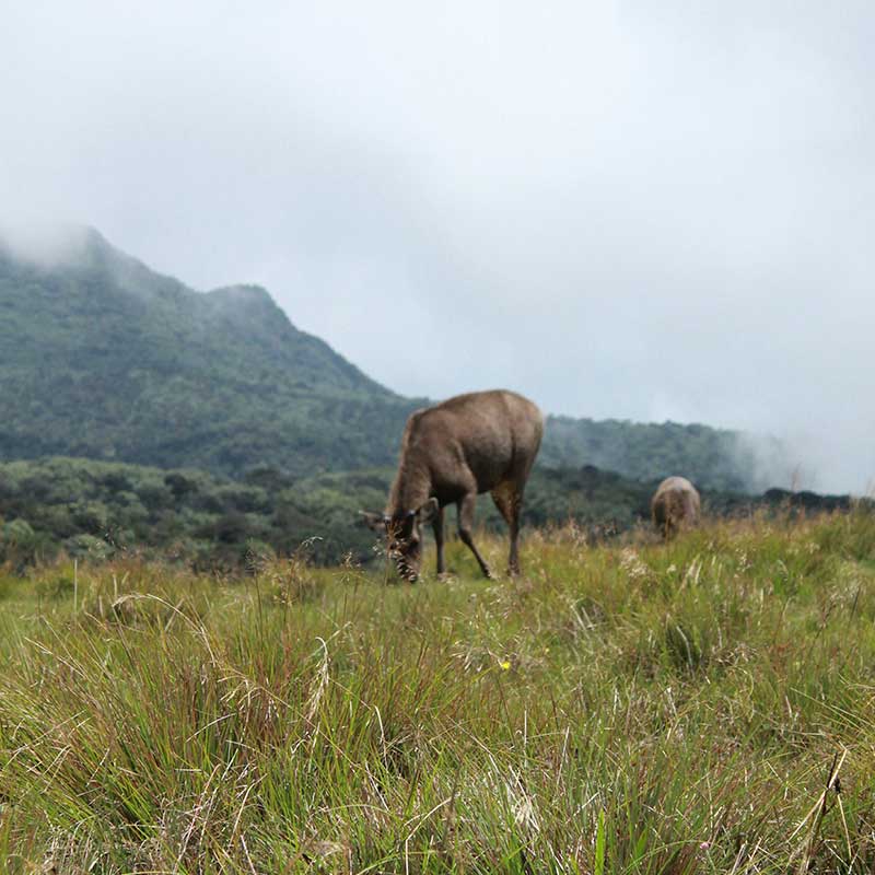 Hiking-to-World's-End-at-Horton-Plains-Trails